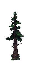 Wildwood Pine